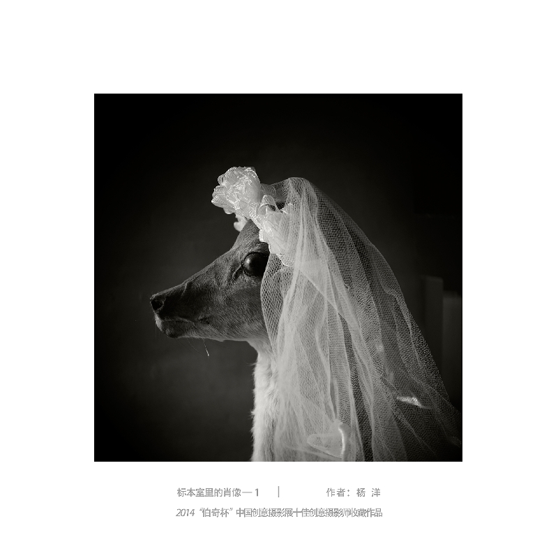 019-标本室里的肖像1-2014“伯奇杯”中国创意摄影展十佳创意摄影师收藏作品-作者：杨洋