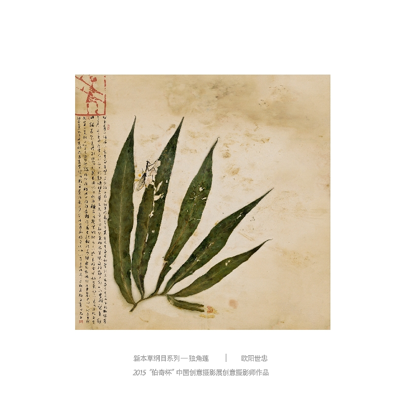 076-新本草纲目系列1-2015“伯奇杯”中国创意摄影展创意摄影师作品-作者：欧阳世忠
