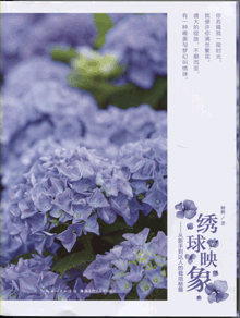 绣球映象:从新手到达人的种植秘籍